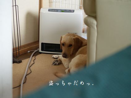 母ちゃんちの晩御飯とどたばた日記
