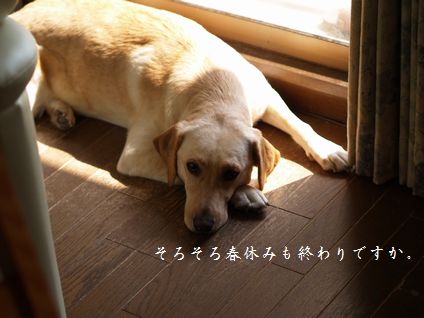 まったりメイ