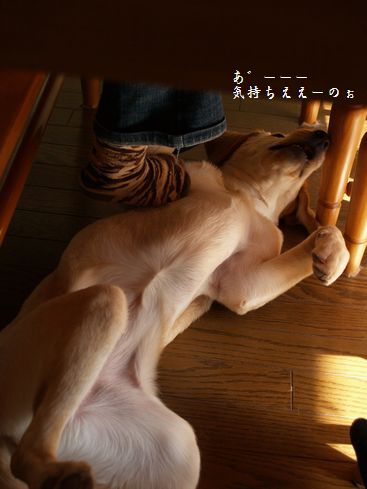 宿題しなさいっ。