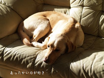 母ちゃんちの晩御飯とどたばた日記