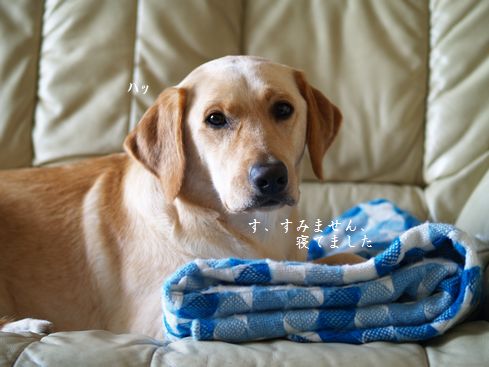 寝るメイ