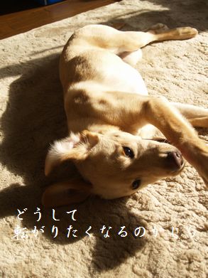 ごろん~