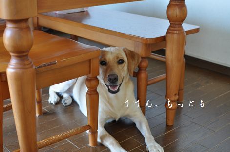 母ちゃんちの晩御飯とどたばた日記