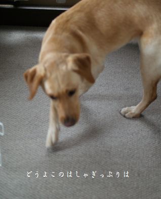 母ちゃんちの晩御飯とどたばた日記