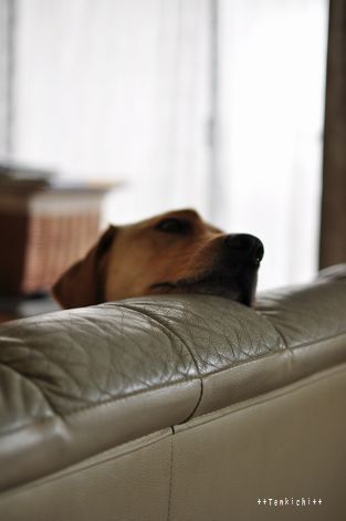 母ちゃんちの晩御飯とどたばた日記