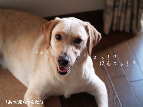 母ちゃんちの晩御飯とどたばた日記-えっ!