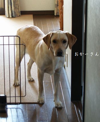 母ちゃんちの晩御飯とどたばた日記-ストーカー