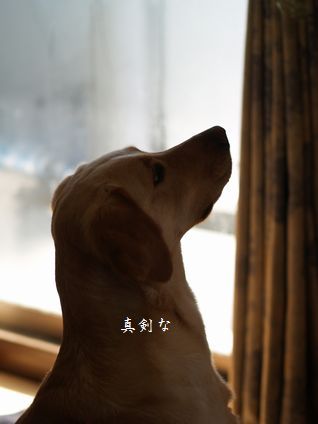 母ちゃんちの晩御飯とどたばた日記