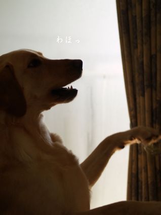 母ちゃんちの晩御飯とどたばた日記