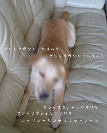 母ちゃんちの晩御飯とどたばた日記-20080718095646