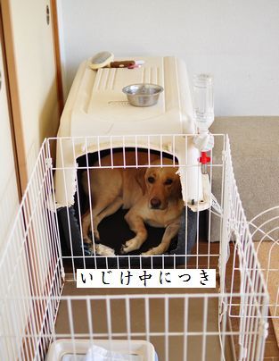 母ちゃんちの晩御飯とどたばた日記