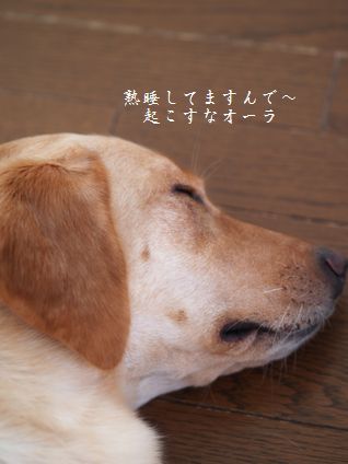 母ちゃんちの晩御飯とどたばた日記