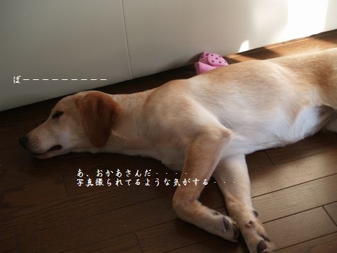 寝る犬