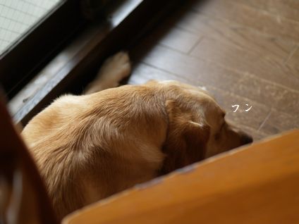 母ちゃんちの晩御飯とどたばた日記