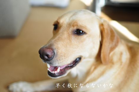 母ちゃんちの晩御飯とどたばた日記