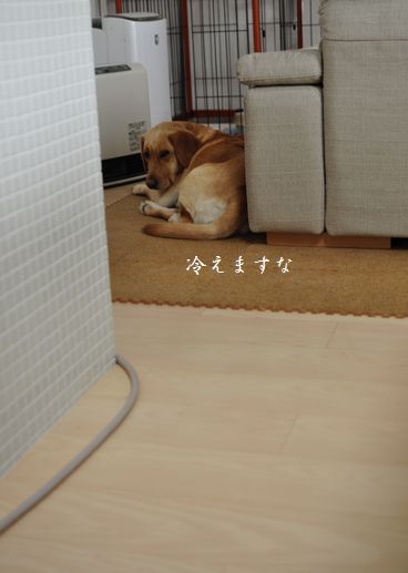 井上かなえオフィシャルブログ　「母ちゃんちの晩御飯とどたばた日記」Powered by Ameba