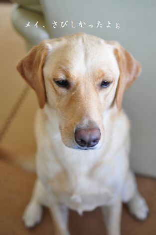 母ちゃんちの晩御飯とどたばた日記