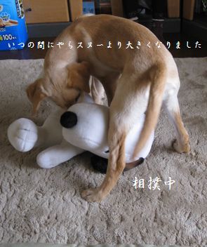 戦う女