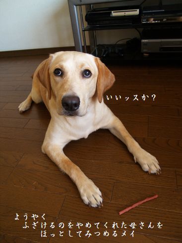 母ちゃんちの晩御飯とどたばた日記-P7174597