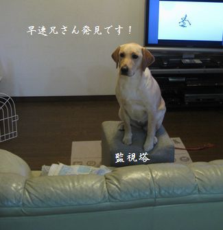 見張り