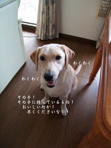 母ちゃんちの晩御飯とどたばた日記-P9106116