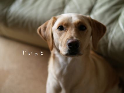 母ちゃんちの晩御飯とどたばた日記