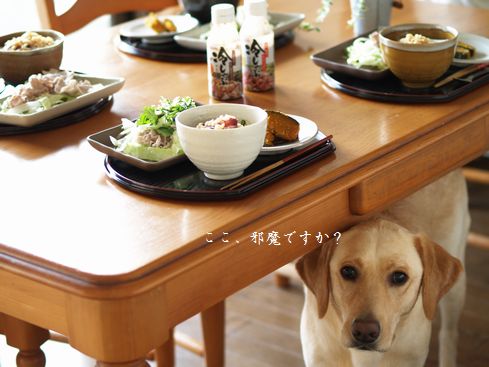 母ちゃんちの晩御飯とどたばた日記-ひょっこり