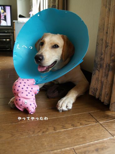やってやったわ