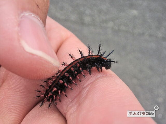 散歩中にグロイ毛虫を発見 Tenkikidsの ささやかな生活 散歩中にグロイ毛虫を発見 Tenkikidsの ささやかな生活