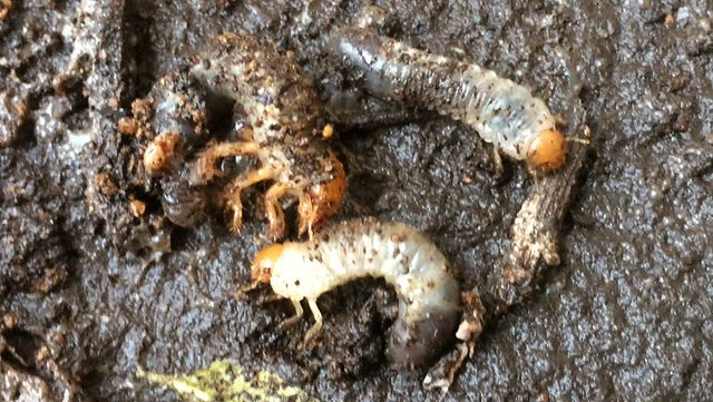 ベランダの植木鉢に現れたおぞましい生き物 Tenkikidsの ささやかな生活