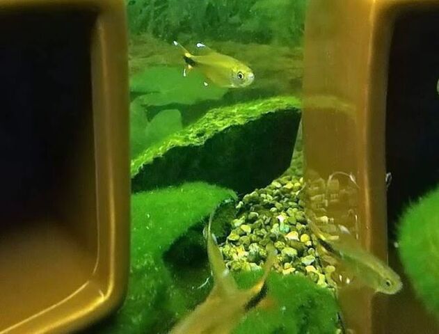 昨日買ったシルバーチップテトラが1匹いなくなった Tenkikidsの ささやかな生活