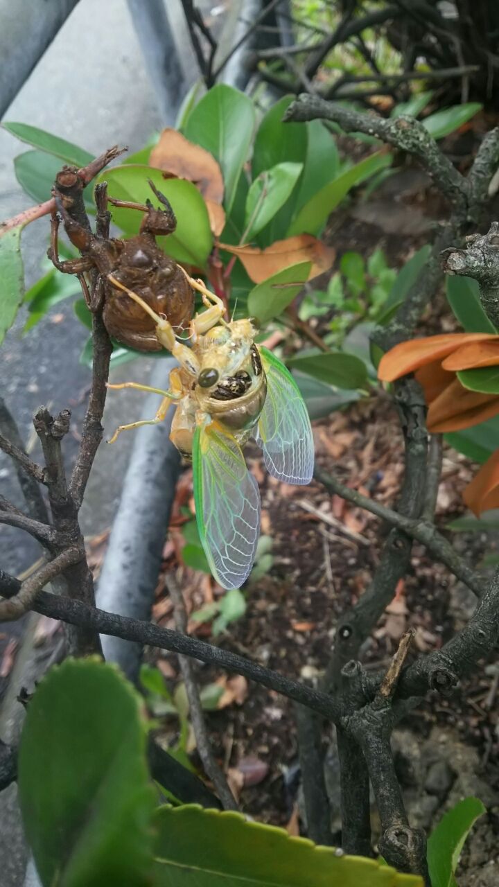ふ化後の蝉はこんな色 ふ化直後写真と蝉の絵本紹介 転勤育児
