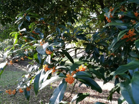 [画像:c9cdc77c-s.jpg]