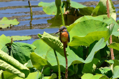 DSC_1874ｶﾜｾﾐ