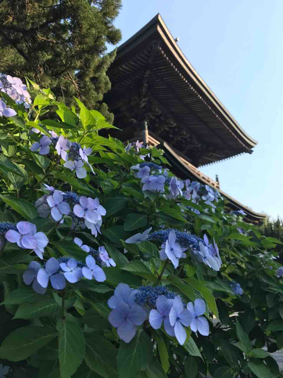 アジサイ 住職日単