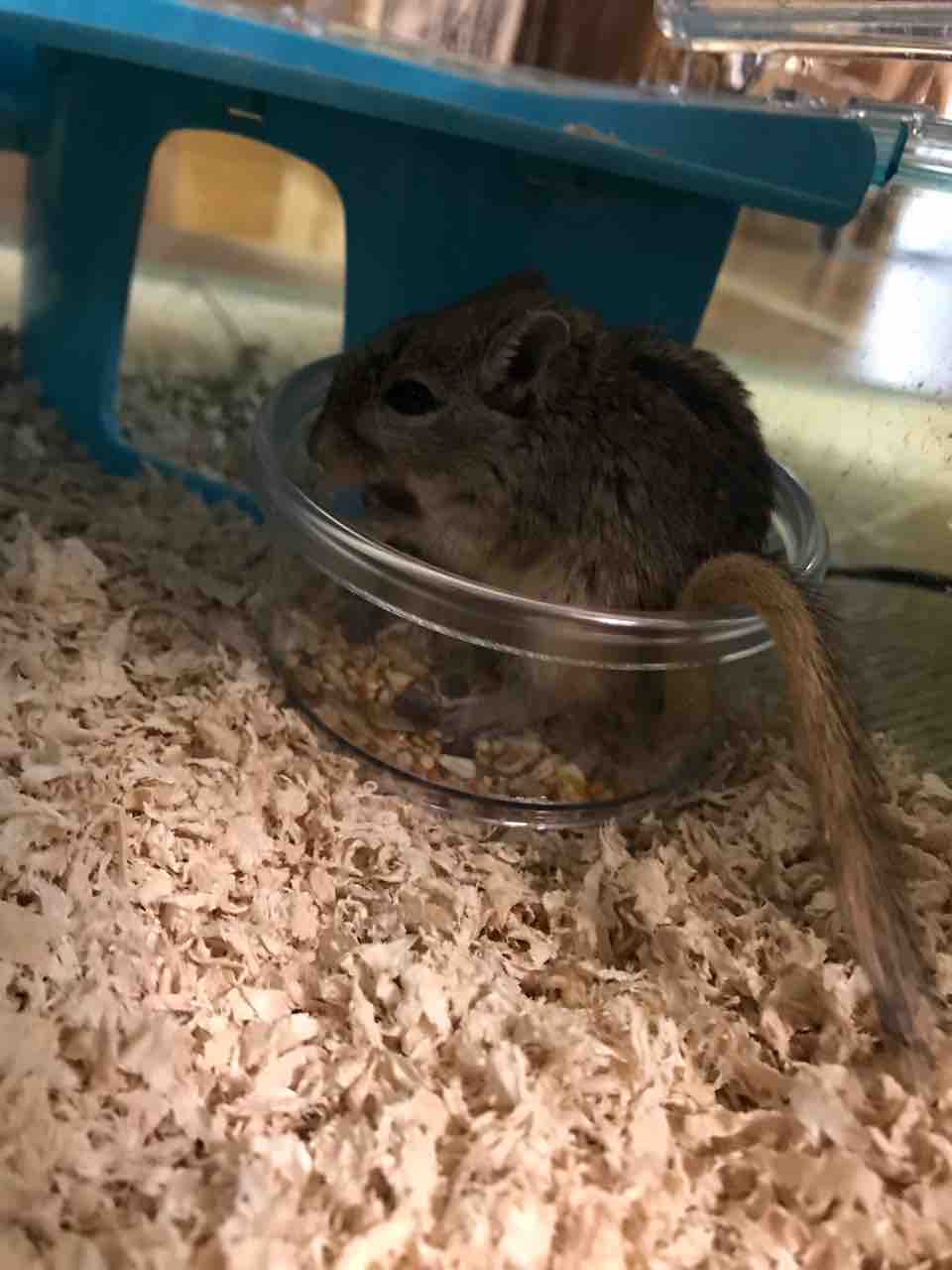 干支を飼う 住職日単