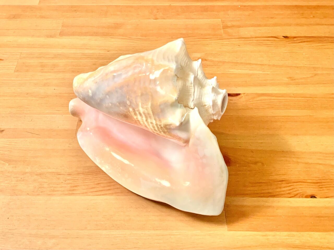 古代肉厚桃色法螺貝（ピンク貝）法螺貝　ほら貝　ホラガイ❣️コンク貝笛 61RmDkKptrL._AC_SY200_QL15_.jpg