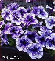 赤いタオルをマフラーにして ときめき老テニス