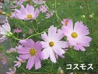 激安販売店グッチ レディース ジャケット 未使用 タグ付き s-コスピ11