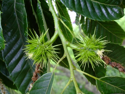 まめまめしく行こう 栗の実