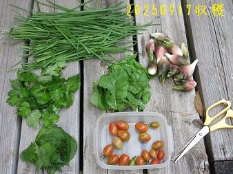 ２０２５０９１７収穫