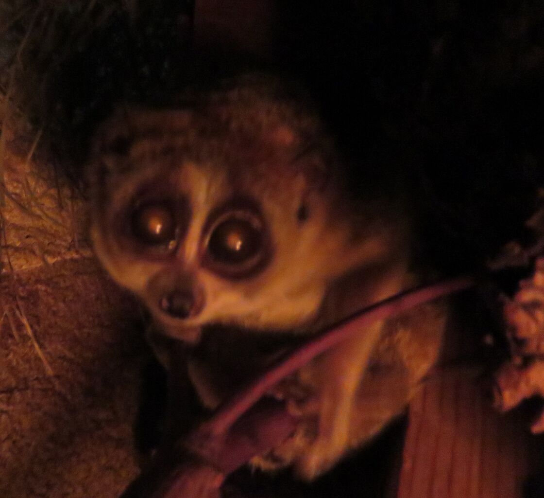 レッサースローロリスのナッツを治療 天王寺動物園スタッフブログ