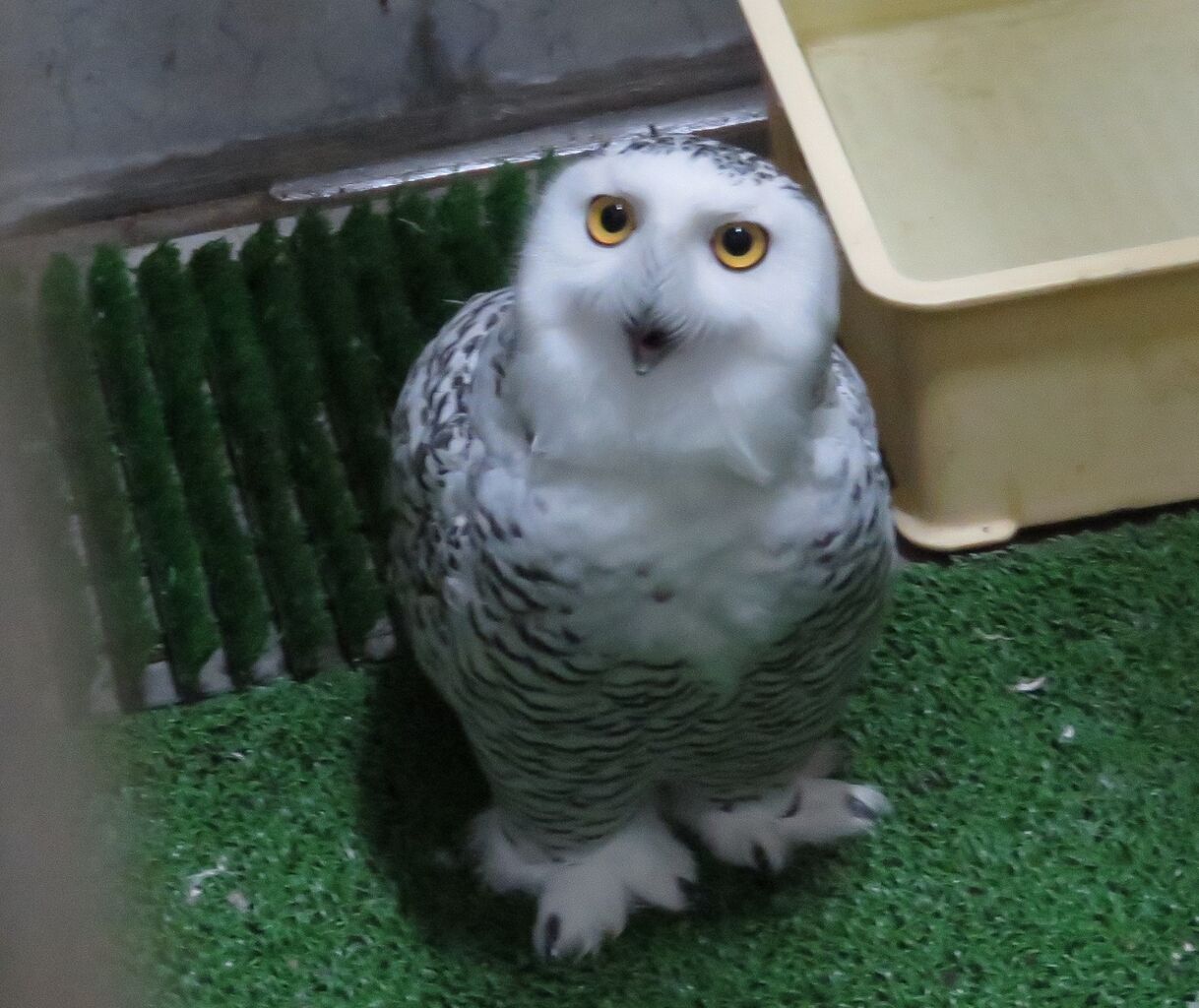 天王寺動物園スタッフブログ	  シロフクロウのお引越し