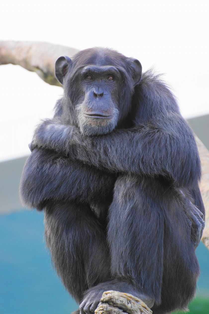 世界チンパンジーの日 天王寺動物園スタッフブログ