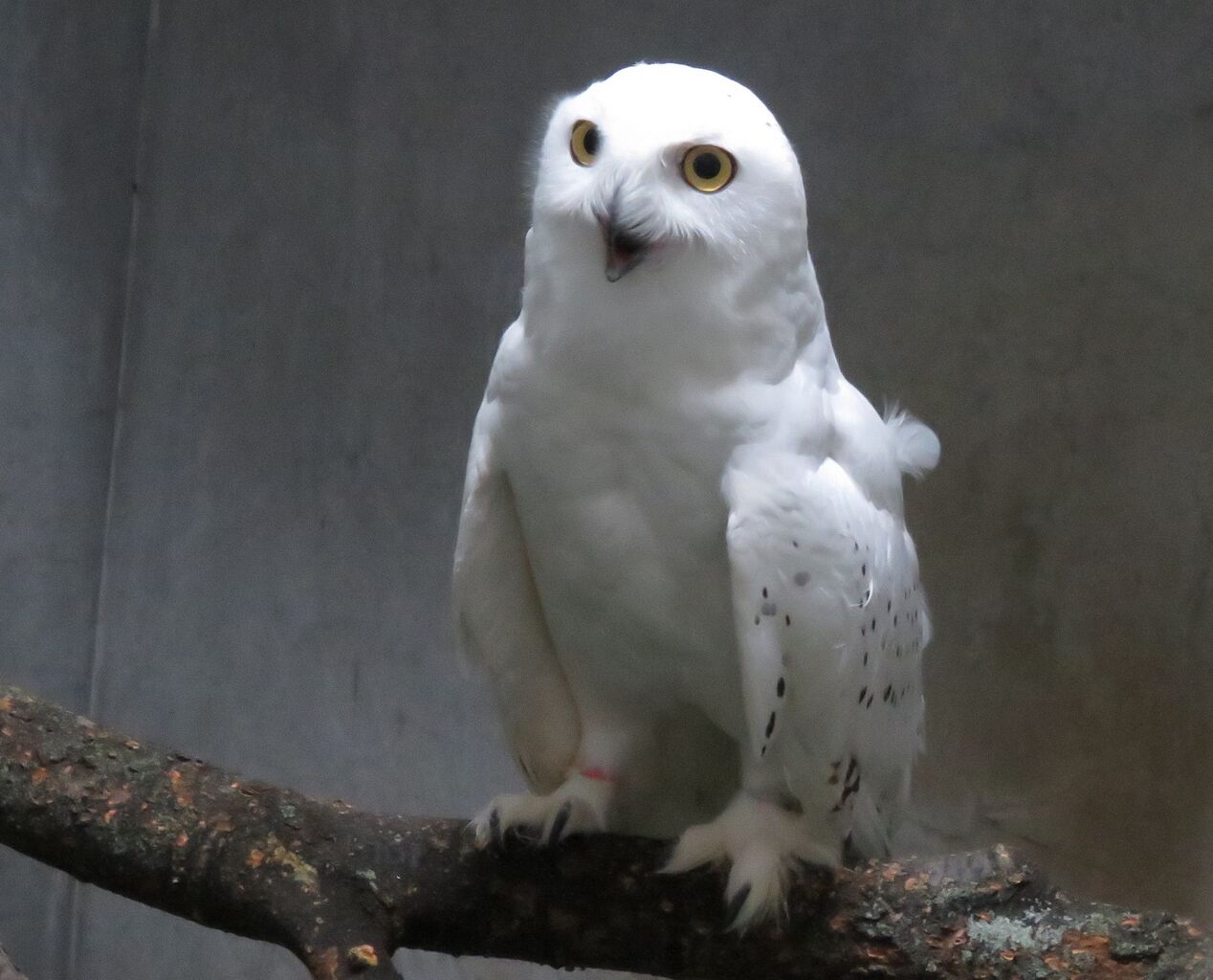 シロフクロウのお引越し 天王寺動物園スタッフブログ