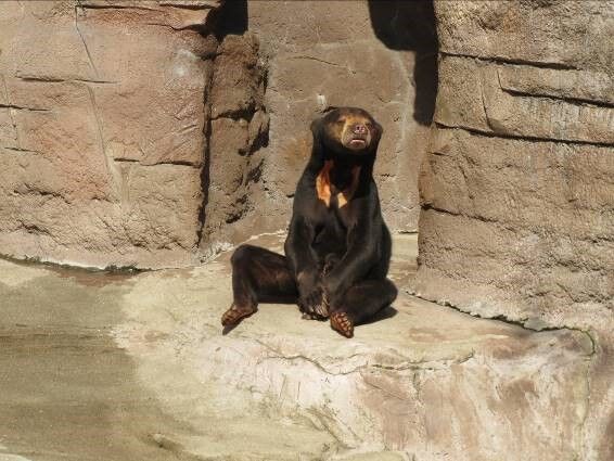 マレーグマのマーズが沖縄へ 地方独立行政法人 天王寺動物園