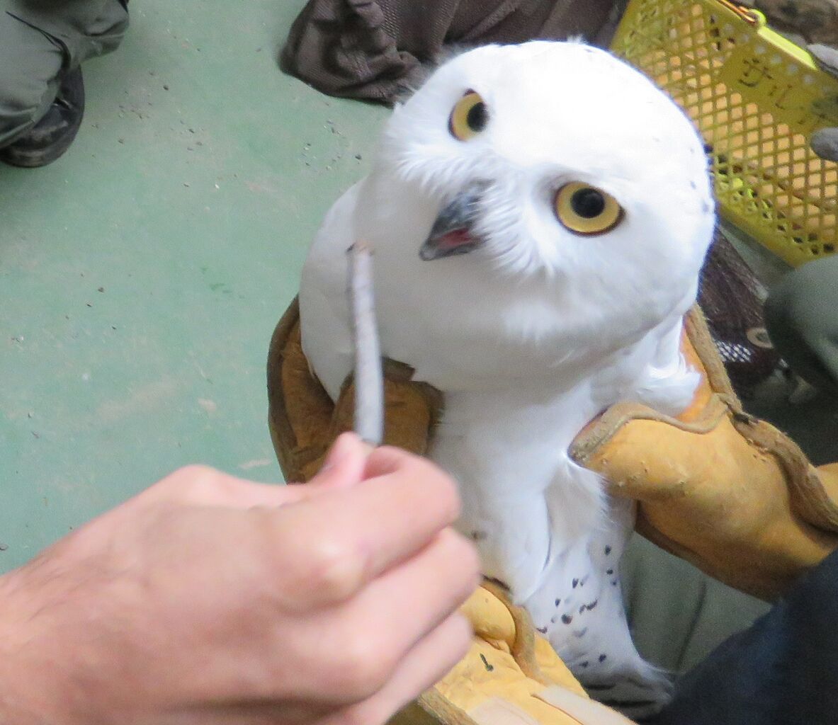 シロフクロウのお引越し 天王寺動物園スタッフブログ