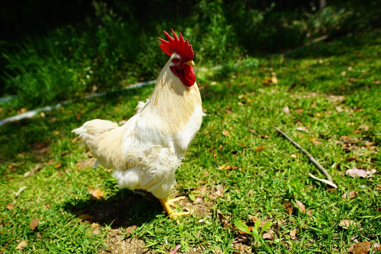 ニワトリのマサヒロ : 天王寺動物園スタッフブログ