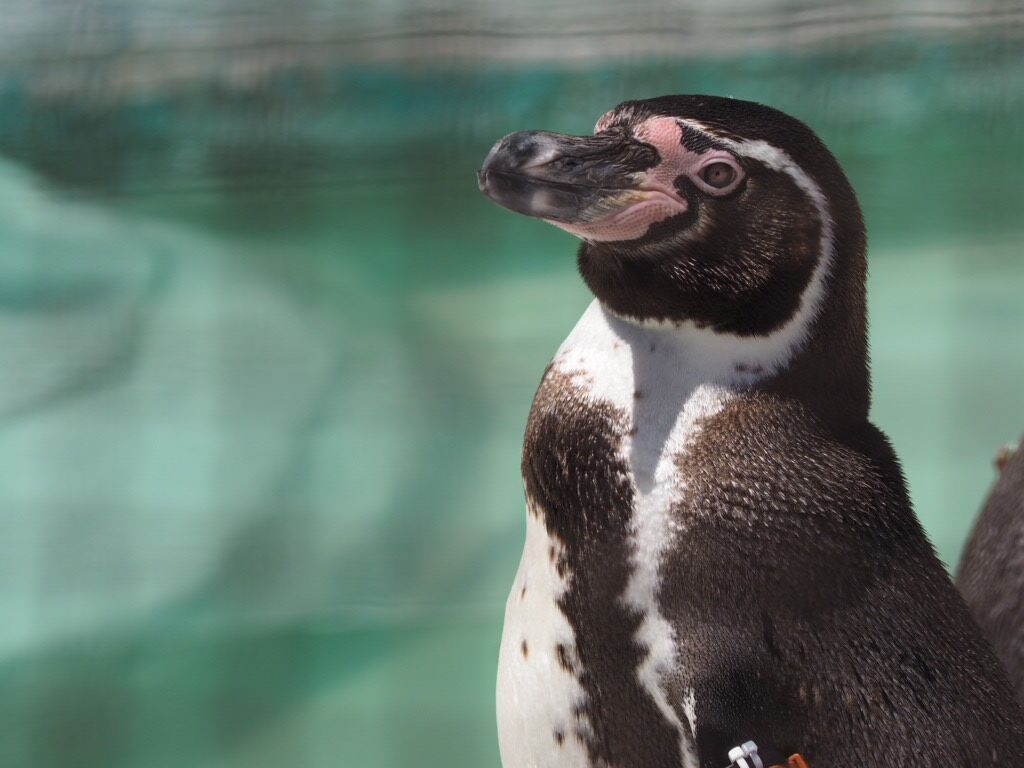 4月25日はなんの日 天王寺動物園スタッフブログ