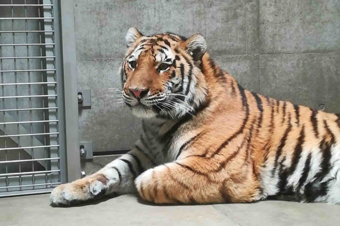 アムールトラ 風くんが仲間入り 天王寺動物園スタッフブログ アムールトラ 風くんが仲間入り 天王寺動物園スタッフブログ